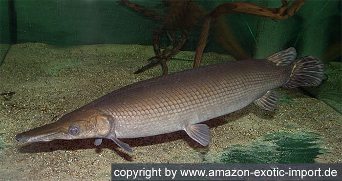 Atractostechus tristoechus